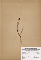 藏品(臺灣碎雪草)的圖片